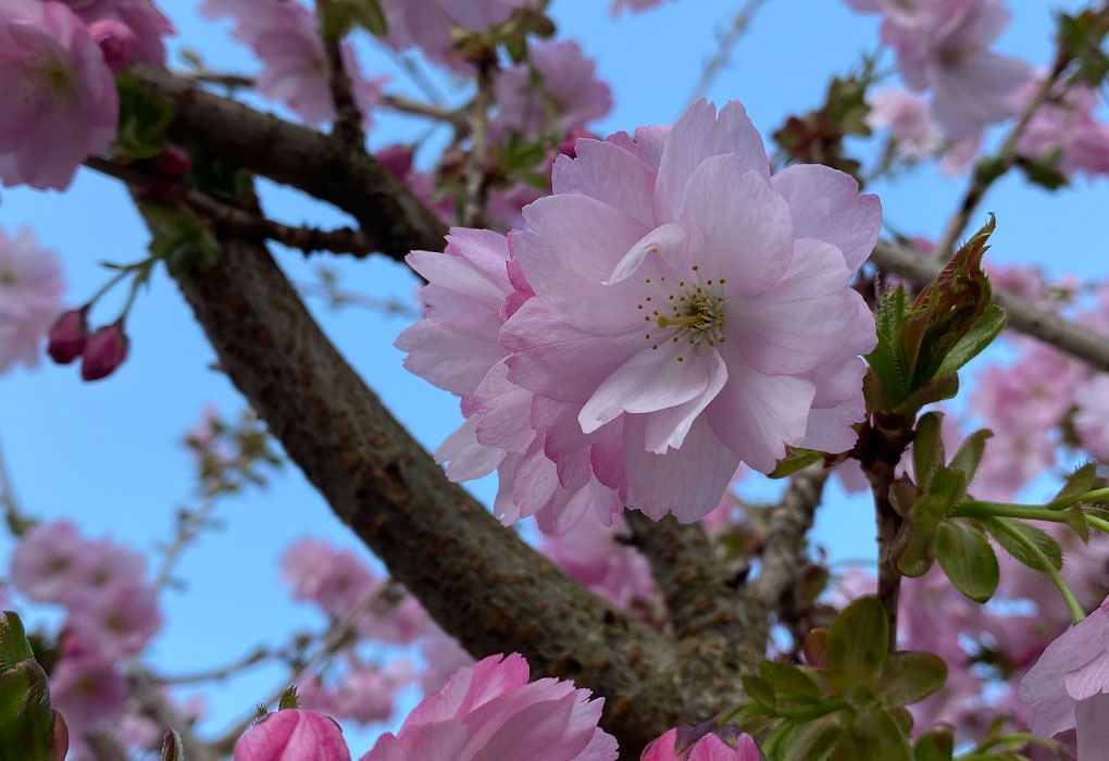 Pink Cherry Blossom Blooming in March