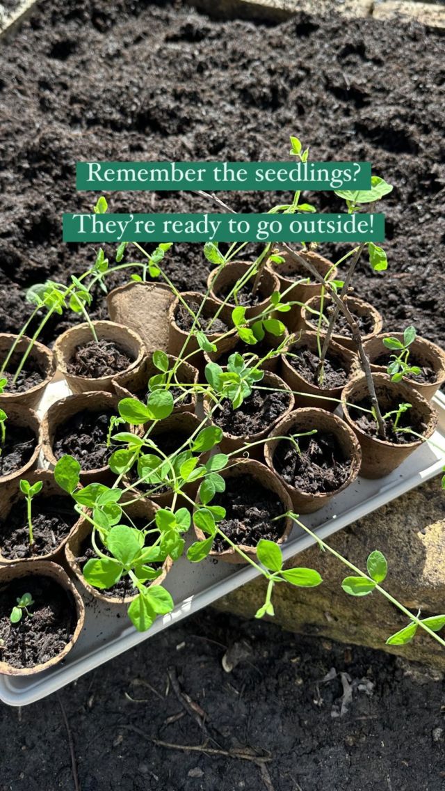 Desperately needed to get the sweet peas planted out, they were taking over the kitchen windowsill, and while the glasshouse is waiting to be put up I needed to make something speedy to get them outside! 

Found a load of edging and a makeshift bed was made! Got 41 little guys here ready for the sunshine! (16°c today!) 

Spring has well and truly sprung! 🌱

#garden #sweetpeas #gardening #gardeninspiration #gardenlife #gardenlifestyle #gardendiy #victoriangarden #regencygarden #marketgarden #historicgarden #gardengoals #outdoorindoor #gardenstyle #seedlings #springseeds #springsowing #flowerpower #botanical #pottingup #gardenproject #aquietstyle_flowers #flowermagic #bloomandgrow #seasonspoetry #worldinbloom #springwatch #inmygarden #inmygardentoday