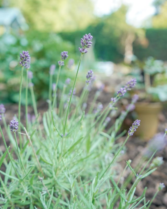 Some garden updates! 

🟪 Hidcote Lavender
🟩 Hydrangea Annabelle Incrediball 
⬜️ White Lavender 
🟥 Sweet peas I grew from seed (see reel a couple posts back!) 

Last year I didn’t get a chance to grow much and this year it’s minimal while everything is going on but what we do have is filling my heart with so much joy, and that’s exactly what it’s all about 😍

 #garden #sweetpeas #gardening #gardeninspiration #gardenlife #gardenlifestyle #gardendiy #victoriangarden #regencygarden #marketgarden #historicgarden #gardengoals #outdoorindoor #gardenstyle #seedlings #springseeds #springsowing #flowerpower #botanical #pottingup #gardenproject #aquietstyle_flowers #flowermagic #bloomandgrow #seasonspoetry #worldinbloom #springwatch #inmygarden #inmygardentoday